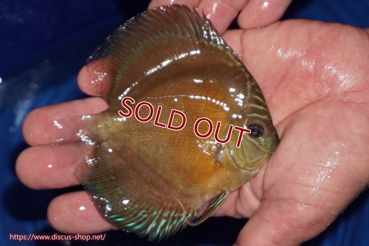 画像3: 【ディスカス】【通販】【限定特価商品】【激紅必至　証明書付き】紅月改（ウルトラグレード朱月♂×ウルトラグレード紅月♀）【個体販売】10-11cm（生体）B-HOUSE 倉津氏作出 (3)