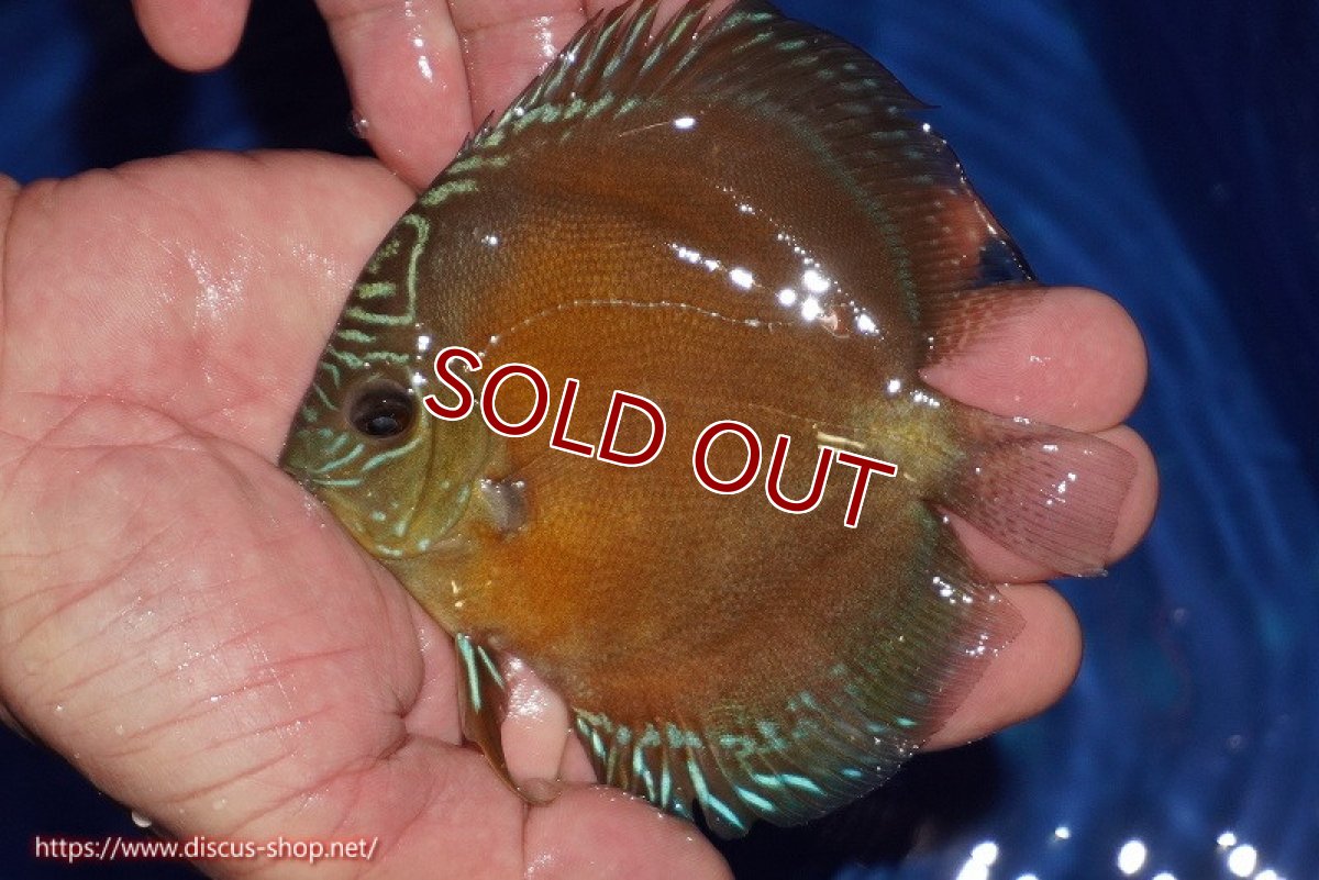 画像1: 【ディスカス】【通販】【限定特価商品】【激紅必至　証明書付き】紅月改（ウルトラグレード朱月♂×ウルトラグレード紅月♀）【個体販売】10-11cm（生体）B-HOUSE 倉津氏作出 (1)