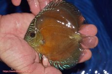 画像1: 【ディスカス】【通販】【限定特価商品】【激紅必至　証明書付き】紅月改（ウルトラグレード朱月♂×ウルトラグレード紅月♀）【個体販売】10-11cm（生体）B-HOUSE 倉津氏作出 (1)