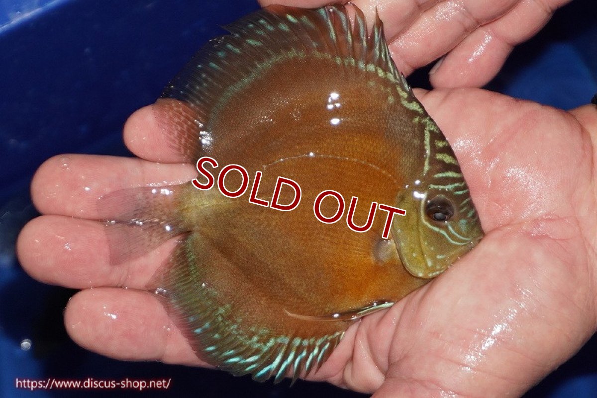 画像2: 【ディスカス】【通販】【限定特価商品】【激紅必至　証明書付き】紅月改（ウルトラグレード朱月♂×ウルトラグレード紅月♀）【個体販売】10-11cm（生体）B-HOUSE 倉津氏作出 (2)
