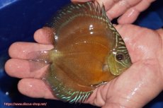 画像2: 【ディスカス】【通販】【限定特価商品】【激紅必至　証明書付き】紅月改（ウルトラグレード朱月♂×ウルトラグレード紅月♀）【個体販売】10-11cm（生体）B-HOUSE 倉津氏作出 (2)