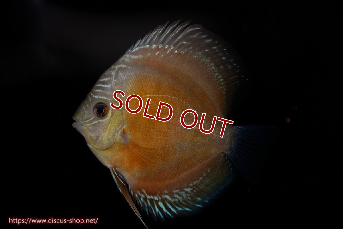 画像1: 【ディスカス】【通販】【限定特価商品】【激紅必至　証明書付き】紅月改（ウルトラグレード朱月♂×ウルトラグレード紅月♀）【個体販売】10-11cm（生体）B-HOUSE 倉津氏作出 (1)