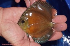 画像1: 【ディスカス】【通販】【限定特価商品】【激紅必至　証明書付き】紅月改（ウルトラグレード朱月♂×ウルトラグレード紅月♀）【個体販売】10-11cm（生体）B-HOUSE 倉津氏作出 (1)