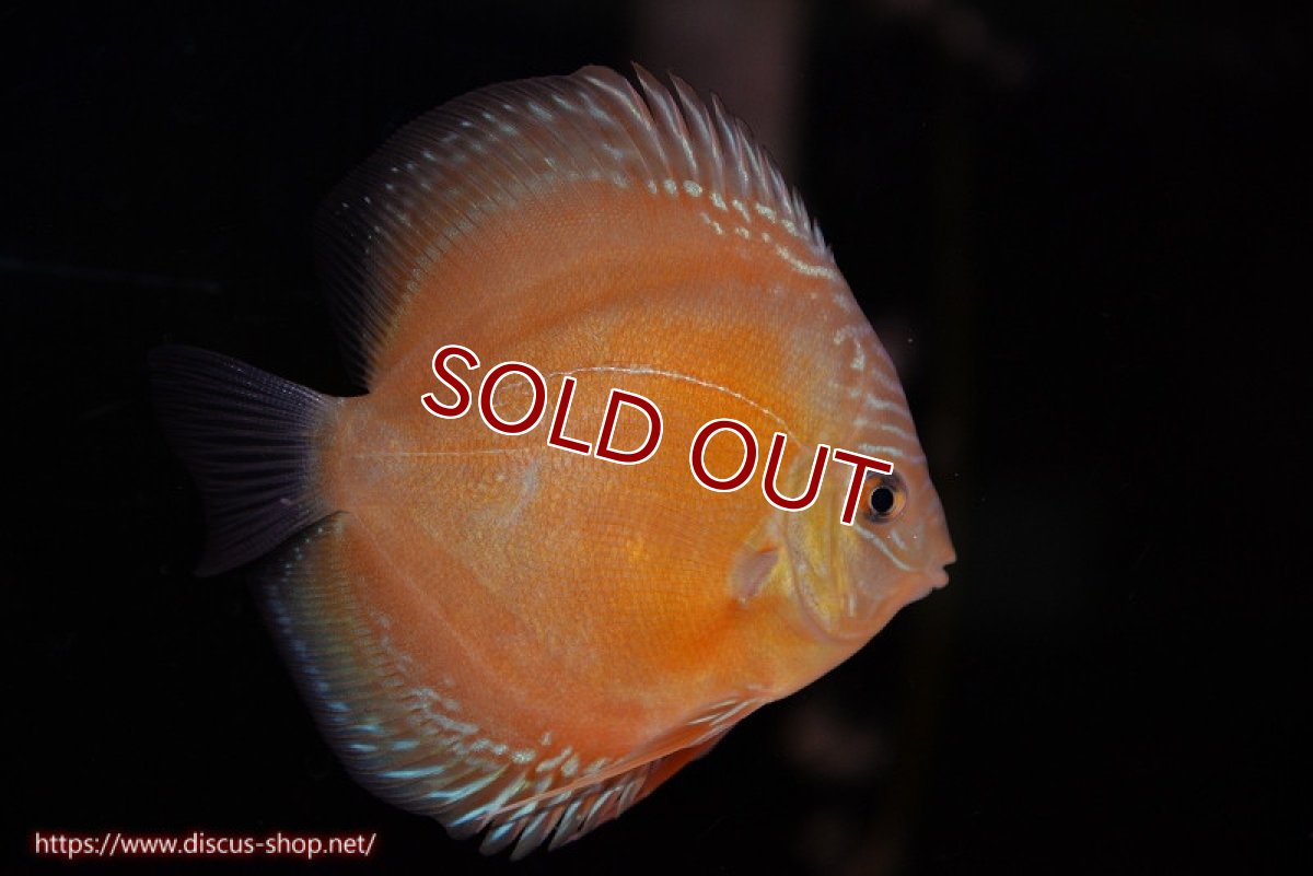 画像2: 【ディスカス】【通販】【限定特価商品】【激紅必至　証明書付き】紅月改（ウルトラグレード朱月♂×ウルトラグレード紅月♀）【個体販売】10-11cm（生体）B-HOUSE 倉津氏作出 (2)