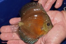 画像2: 【ディスカス】【通販】【限定特価商品】【激紅必至　証明書付き】紅月改（ウルトラグレード朱月♂×ウルトラグレード紅月♀）【個体販売】10-11cm（生体）B-HOUSE 倉津氏作出 (2)