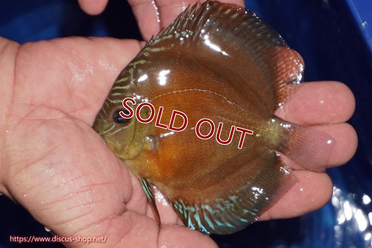 画像3: 【ディスカス】【通販】【限定特価商品】【激紅必至　証明書付き】紅月改（ウルトラグレード朱月♂×ウルトラグレード紅月♀）【個体販売】10-11cm（生体）B-HOUSE 倉津氏作出 (3)