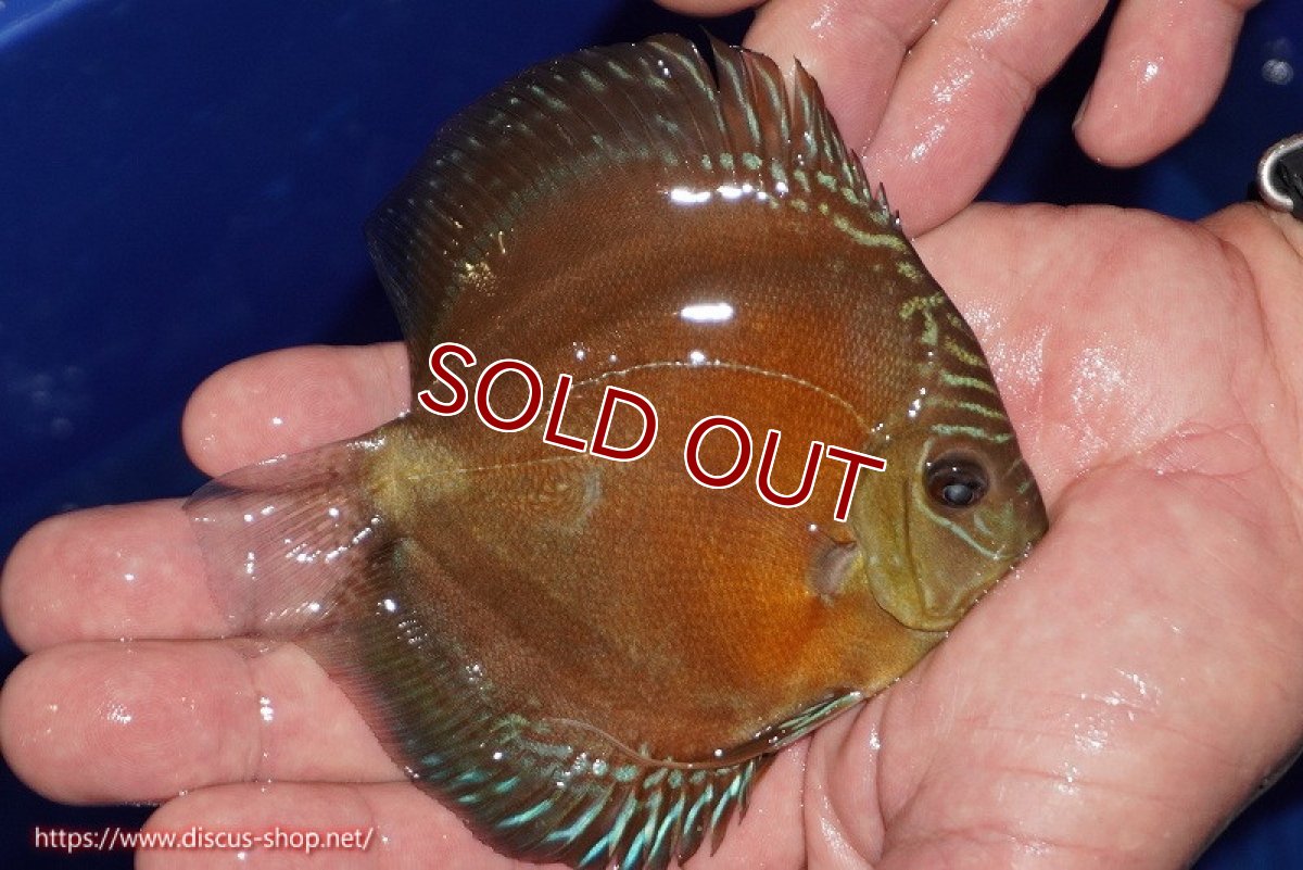 画像4: 【ディスカス】【通販】【限定特価商品】【激紅必至　証明書付き】紅月改（ウルトラグレード朱月♂×ウルトラグレード紅月♀）【個体販売】10-11cm（生体）B-HOUSE 倉津氏作出 (4)