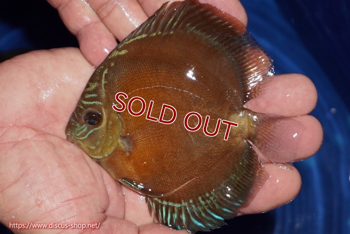 画像1: 【ディスカス】【通販】【限定特価商品】【激紅必至　証明書付き】紅月改（ウルトラグレード朱月♂×ウルトラグレード紅月♀）【個体販売】10-11cm（生体）B-HOUSE 倉津氏作出 (1)