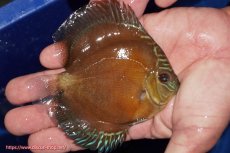 画像2: 【ディスカス】【通販】【限定特価商品】【激紅必至　証明書付き】紅月改（ウルトラグレード朱月♂×ウルトラグレード紅月♀）【個体販売】10-11cm（生体）B-HOUSE 倉津氏作出 (2)