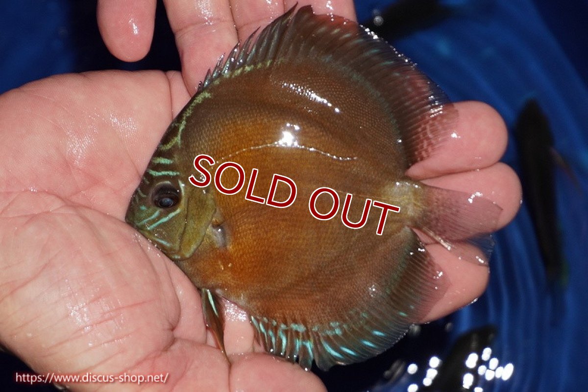 画像1: 【ディスカス】【通販】【限定特価商品】【激紅必至　証明書付き】紅月改（ウルトラグレード朱月♂×ウルトラグレード紅月♀）【個体販売】10-11cm（生体）B-HOUSE 倉津氏作出 (1)