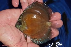 画像1: 【ディスカス】【通販】【限定特価商品】【激紅必至　証明書付き】紅月改（ウルトラグレード朱月♂×ウルトラグレード紅月♀）【個体販売】10-11cm（生体）B-HOUSE 倉津氏作出 (1)