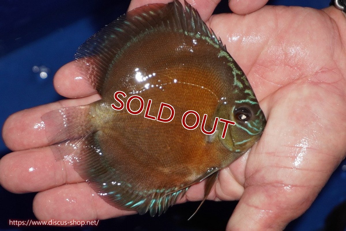 画像2: 【ディスカス】【通販】【限定特価商品】【激紅必至　証明書付き】紅月改（ウルトラグレード朱月♂×ウルトラグレード紅月♀）【個体販売】10-11cm（生体）B-HOUSE 倉津氏作出 (2)