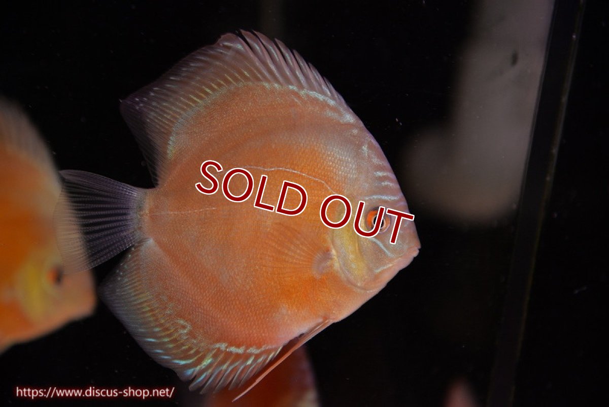 画像2: 【ディスカス】【通販】【限定特価商品】【激紅必至　証明書付き】紅月改（ウルトラグレード朱月♂×ウルトラグレード紅月♀）【個体販売】10-11cm（生体）B-HOUSE 倉津氏作出 (2)