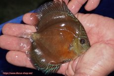 画像2: 【ディスカス】【通販】【限定特価商品】【激紅必至　証明書付き】紅月改（ウルトラグレード朱月♂×ウルトラグレード紅月♀）【個体販売】10-11cm（生体）B-HOUSE 倉津氏作出 (2)