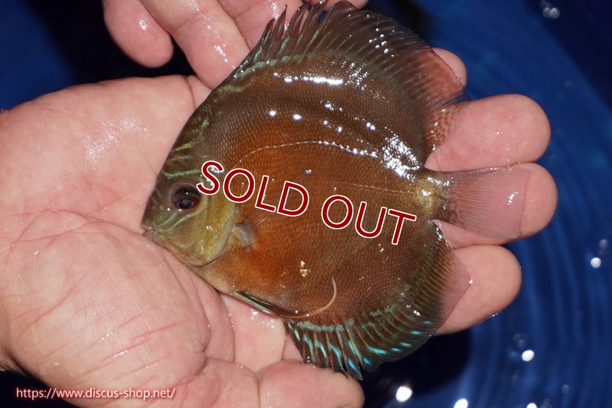 画像3: 【ディスカス】【通販】【限定特価商品】【激紅必至　証明書付き】紅月改（ウルトラグレード朱月♂×ウルトラグレード紅月♀）【個体販売】10-11cm（生体）B-HOUSE 倉津氏作出 (3)