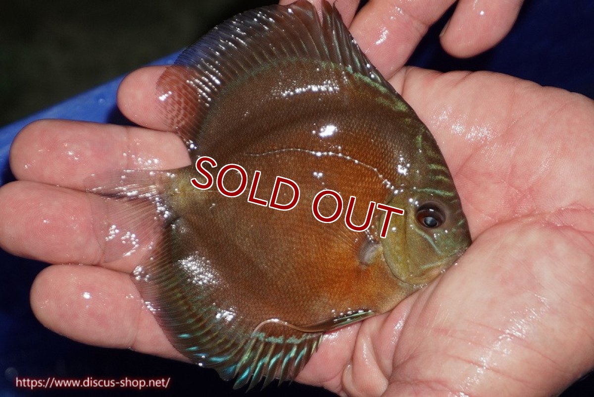 画像4: 【ディスカス】【通販】【限定特価商品】【激紅必至　証明書付き】紅月改（ウルトラグレード朱月♂×ウルトラグレード紅月♀）【個体販売】10-11cm（生体）B-HOUSE 倉津氏作出 (4)