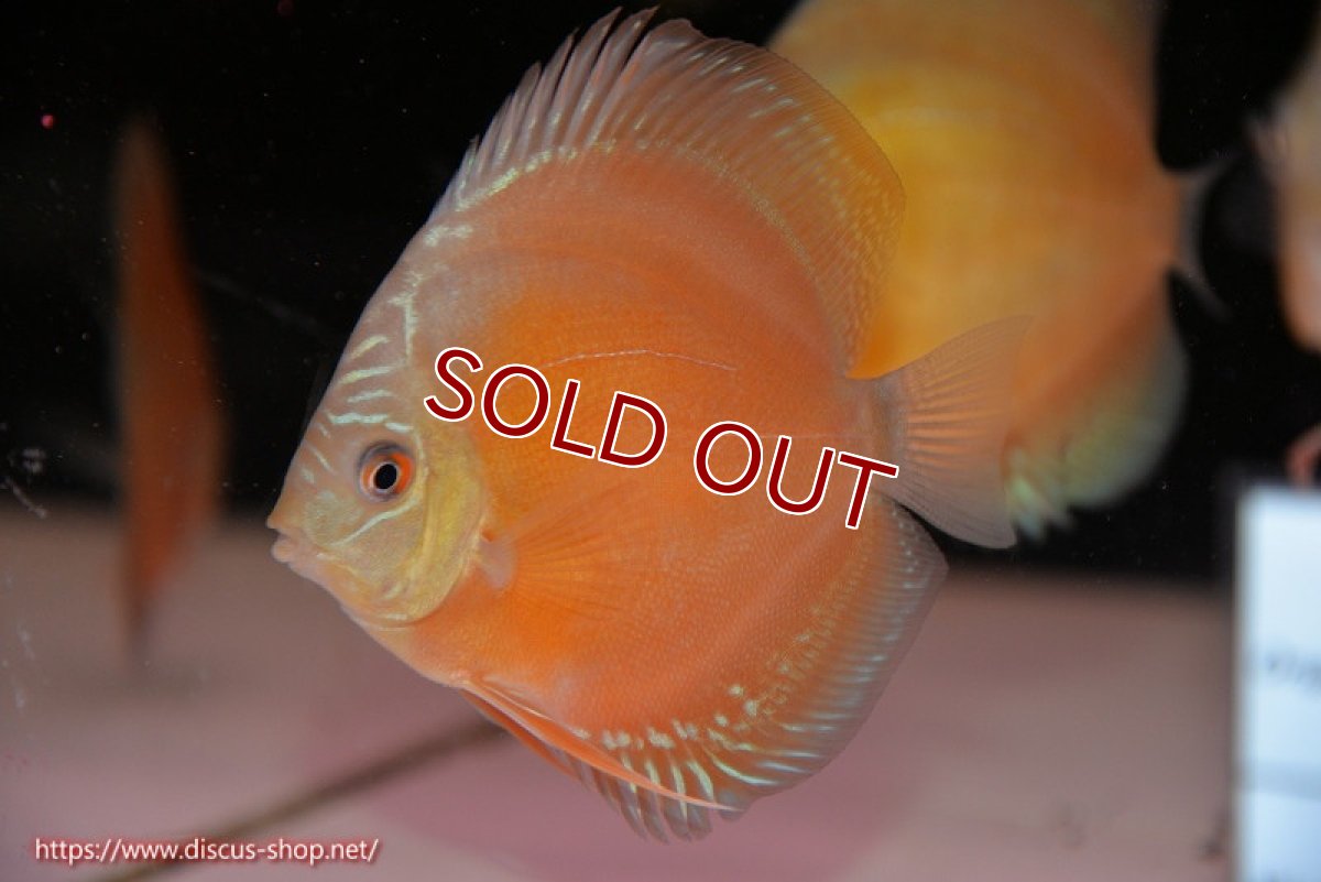 画像1: 【ディスカス】【通販】【限定特価商品】【激紅必至　証明書付き】紅月改（ウルトラグレード朱月♂×ウルトラグレード紅月♀）【個体販売】10-11cm（生体）B-HOUSE 倉津氏作出 (1)