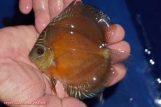 画像1: 【ディスカス】【通販】【限定特価商品】【激紅必至　証明書付き】紅月改（ウルトラグレード朱月♂×ウルトラグレード紅月♀）【個体販売】10-11cm（生体）B-HOUSE 倉津氏作出 (1)