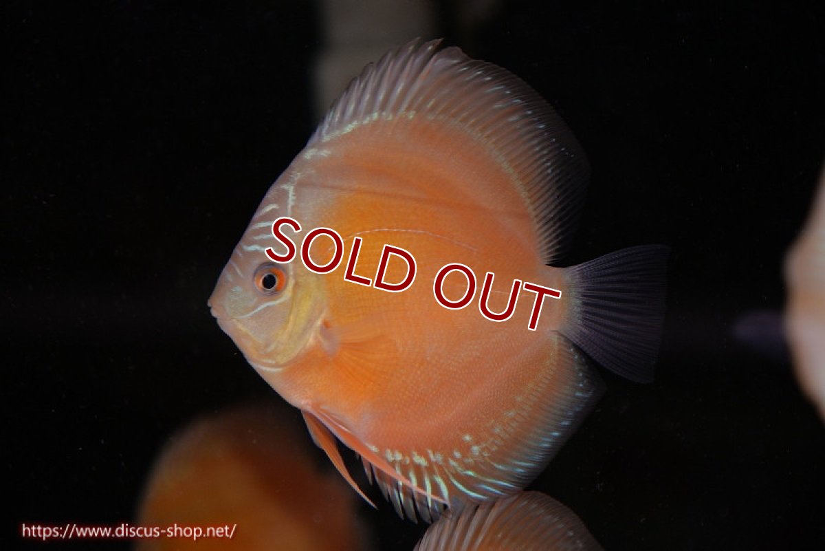 画像2: 【ディスカス】【通販】【限定特価商品】【激紅必至　証明書付き】紅月改（ウルトラグレード朱月♂×ウルトラグレード紅月♀）【個体販売】10-11cm（生体）B-HOUSE 倉津氏作出 (2)