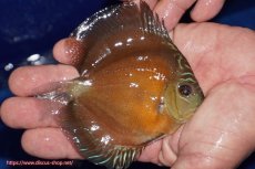 画像2: 【ディスカス】【通販】【限定特価商品】【激紅必至　証明書付き】紅月改（ウルトラグレード朱月♂×ウルトラグレード紅月♀）【個体販売】10-11cm（生体）B-HOUSE 倉津氏作出 (2)