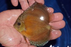 画像1: 【ディスカス】【通販】【限定特価商品】【激紅必至　証明書付き】紅月改（ウルトラグレード朱月♂×ウルトラグレード紅月♀）【個体販売】10-11cm（生体）B-HOUSE 倉津氏作出 (1)