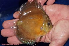 画像2: 【ディスカス】【通販】【限定特価商品】【激紅必至　証明書付き】紅月改（ウルトラグレード朱月♂×ウルトラグレード紅月♀）【個体販売】10-11cm（生体）B-HOUSE 倉津氏作出 (2)