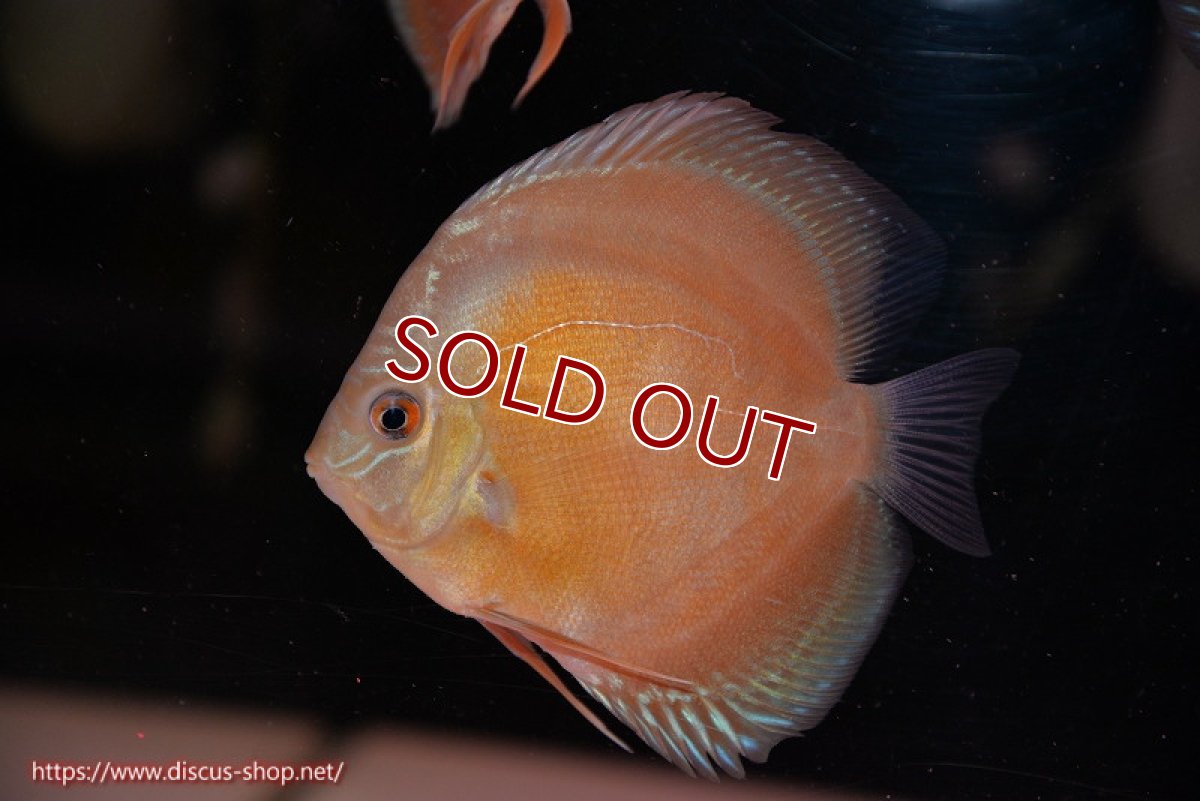 画像1: 【ディスカス】【通販】【限定特価商品】【激紅必至　証明書付き】紅月改（ウルトラグレード朱月♂×ウルトラグレード紅月♀）【個体販売】10-11cm（生体）B-HOUSE 倉津氏作出 (1)