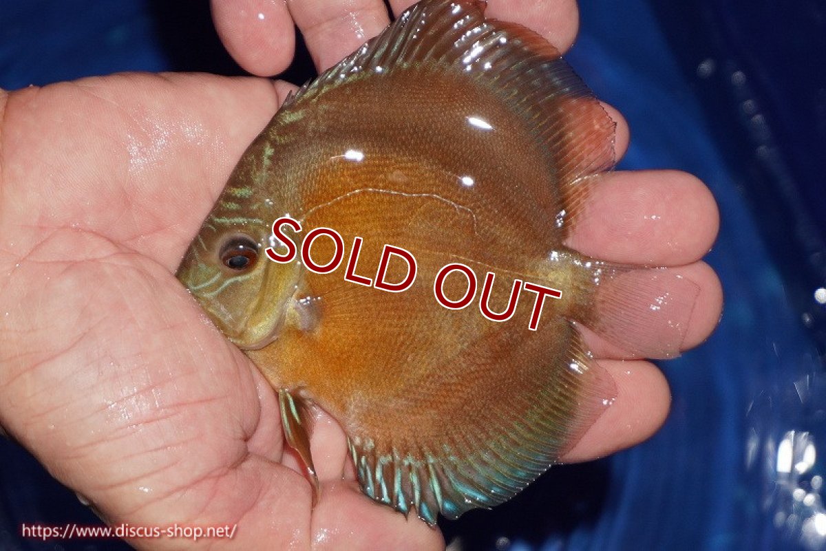 画像2: 【ディスカス】【通販】【限定特価商品】【激紅必至　証明書付き】紅月改（ウルトラグレード朱月♂×ウルトラグレード紅月♀）【個体販売】10-11cm（生体）B-HOUSE 倉津氏作出 (2)
