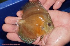 画像2: 【ディスカス】【通販】【限定特価商品】【激紅必至　証明書付き】紅月改（ウルトラグレード朱月♂×ウルトラグレード紅月♀）【個体販売】10-11cm（生体）B-HOUSE 倉津氏作出 (2)