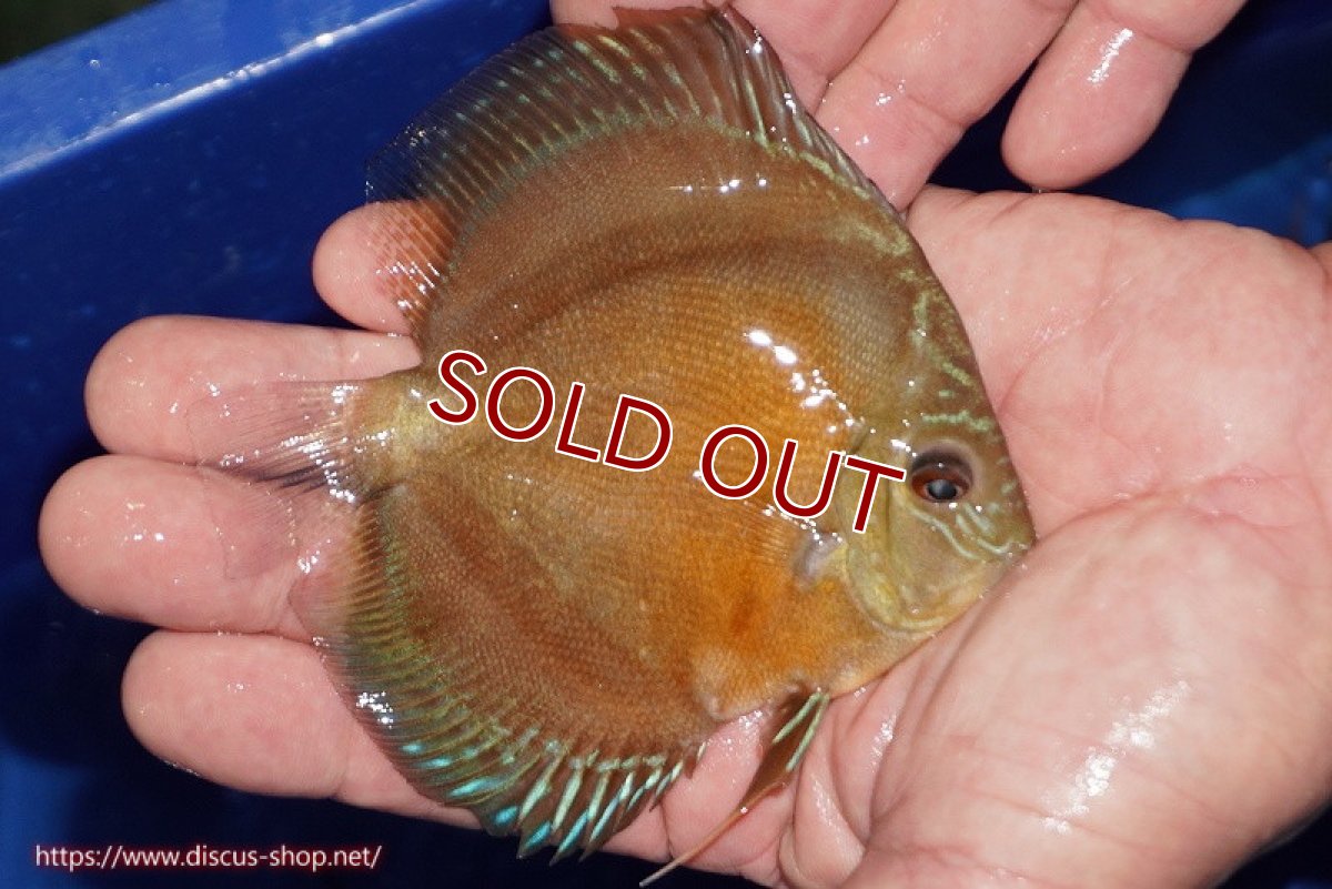 画像3: 【ディスカス】【通販】【限定特価商品】【激紅必至　証明書付き】紅月改（ウルトラグレード朱月♂×ウルトラグレード紅月♀）【個体販売】10-11cm（生体）B-HOUSE 倉津氏作出 (3)