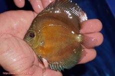 画像1: 【ディスカス】【通販】【限定特価商品】【激紅必至　証明書付き】紅月改（ウルトラグレード朱月♂×ウルトラグレード紅月♀）【個体販売】10-11cm（生体）B-HOUSE 倉津氏作出 (1)