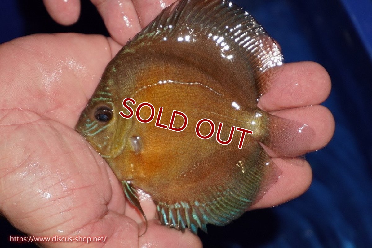 画像2: 【ディスカス】【通販】【限定特価商品】【激紅必至　証明書付き】紅月改（ウルトラグレード朱月♂×ウルトラグレード紅月♀）【個体販売】10-11cm（生体）B-HOUSE 倉津氏作出 (2)