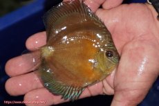 画像2: 【ディスカス】【通販】【限定特価商品】【激紅必至　証明書付き】紅月改（ウルトラグレード朱月♂×ウルトラグレード紅月♀）【個体販売】10-11cm（生体）B-HOUSE 倉津氏作出 (2)