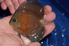 画像1: 【ディスカス】【通販】【限定特価商品】【激紅必至　証明書付き】紅月改（ウルトラグレード朱月♂×ウルトラグレード紅月♀）【個体販売】10-11cm（生体）B-HOUSE 倉津氏作出 (1)