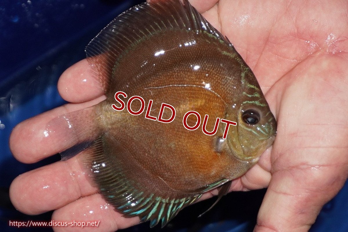 画像2: 【ディスカス】【通販】【限定特価商品】【激紅必至　証明書付き】紅月改（ウルトラグレード朱月♂×ウルトラグレード紅月♀）【個体販売】10-11cm（生体）B-HOUSE 倉津氏作出 (2)