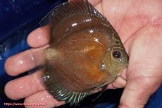 画像2: 【ディスカス】【通販】【限定特価商品】【激紅必至　証明書付き】紅月改（ウルトラグレード朱月♂×ウルトラグレード紅月♀）【個体販売】10-11cm（生体）B-HOUSE 倉津氏作出 (2)