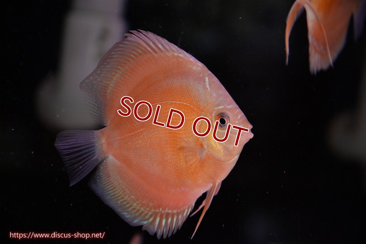 画像1: 【ディスカス】【通販】【限定特価商品】【激紅必至　証明書付き】紅月改（ウルトラグレード朱月♂×ウルトラグレード紅月♀）【個体販売】10-11cm（生体）B-HOUSE 倉津氏作出 (1)