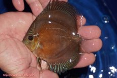 画像1: 【ディスカス】【通販】【限定特価商品】【激紅必至　証明書付き】紅月改（ウルトラグレード朱月♂×ウルトラグレード紅月♀）【個体販売】10-11cm（生体）B-HOUSE 倉津氏作出 (1)