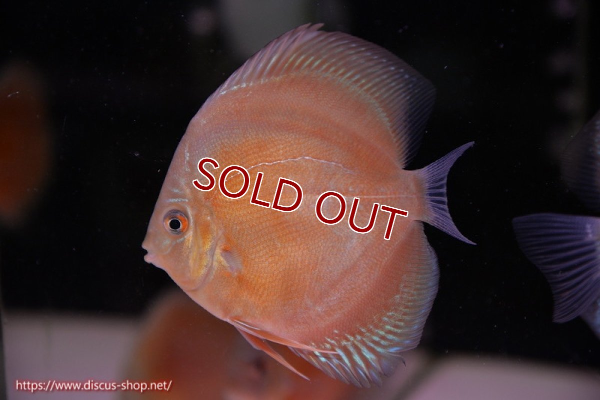 画像2: 【ディスカス】【通販】【限定特価商品】【激紅必至　証明書付き】紅月改（ウルトラグレード朱月♂×ウルトラグレード紅月♀）【個体販売】10-11cm（生体）B-HOUSE 倉津氏作出 (2)