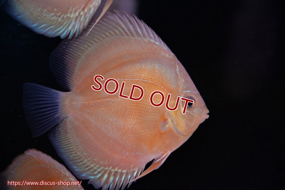 画像3: 【ディスカス】【通販】【限定特価商品】【激紅必至　証明書付き】紅月改（ウルトラグレード朱月♂×ウルトラグレード紅月♀）【個体販売】10-11cm（生体）B-HOUSE 倉津氏作出 (3)