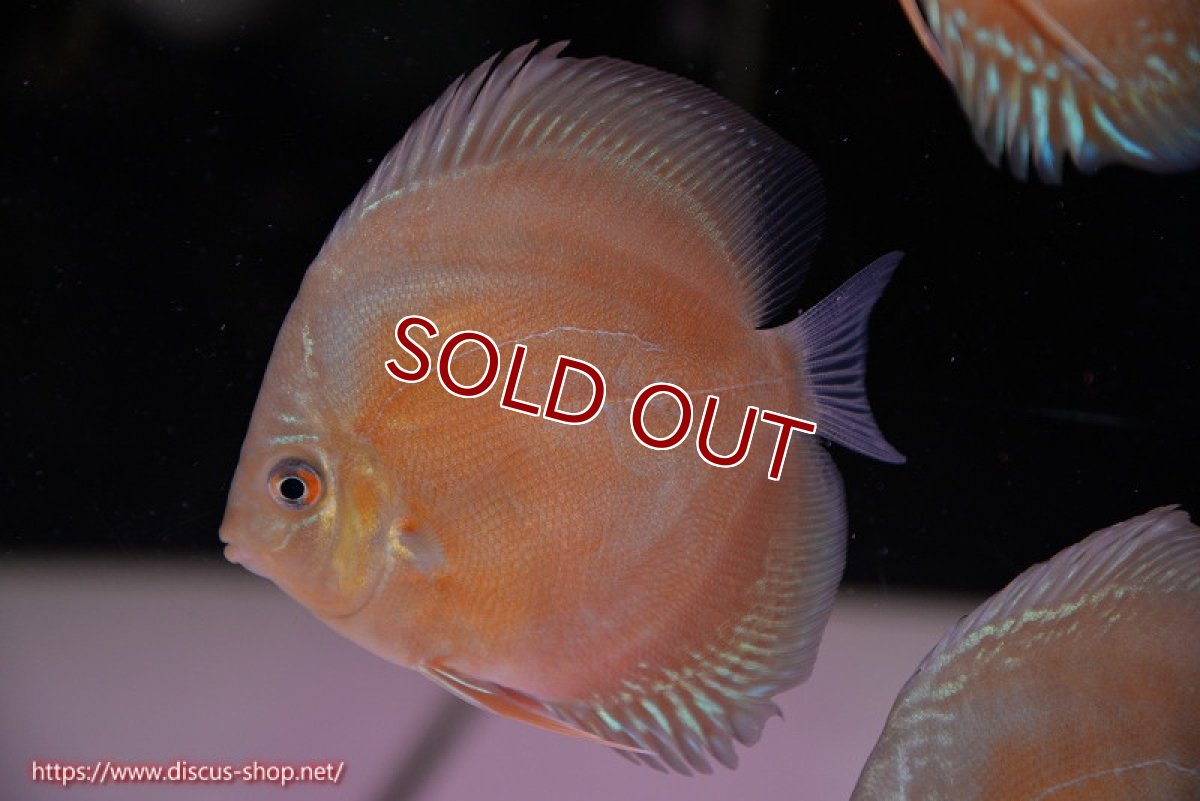 画像4: 【ディスカス】【通販】【限定特価商品】【激紅必至　証明書付き】紅月改（ウルトラグレード朱月♂×ウルトラグレード紅月♀）【個体販売】10-11cm（生体）B-HOUSE 倉津氏作出 (4)