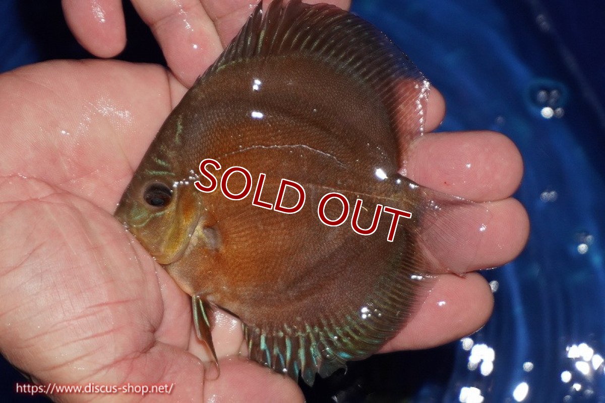 画像5: 【ディスカス】【通販】【限定特価商品】【激紅必至　証明書付き】紅月改（ウルトラグレード朱月♂×ウルトラグレード紅月♀）【個体販売】10-11cm（生体）B-HOUSE 倉津氏作出 (5)