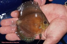 画像6: 【ディスカス】【通販】【限定特価商品】【激紅必至　証明書付き】紅月改（ウルトラグレード朱月♂×ウルトラグレード紅月♀）【個体販売】10-11cm（生体）B-HOUSE 倉津氏作出 (6)