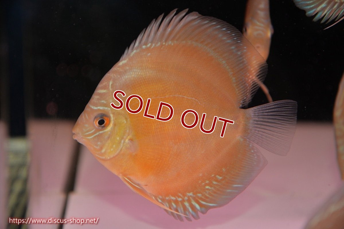 画像1: 【ディスカス】【通販】【限定特価商品】【激紅必至　証明書付き】紅月改（ウルトラグレード朱月♂×ウルトラグレード紅月♀）【個体販売】10-11cm（生体）B-HOUSE 倉津氏作出 (1)