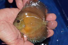 画像1: 【ディスカス】【通販】【限定特価商品】【激紅必至　証明書付き】紅月改（ウルトラグレード朱月♂×ウルトラグレード紅月♀）【個体販売】10-11cm（生体）B-HOUSE 倉津氏作出 (1)