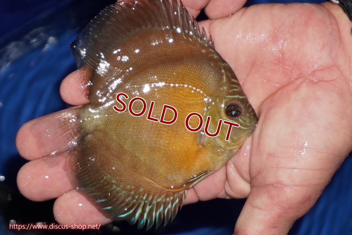 画像3: 【ディスカス】【通販】【限定特価商品】【激紅必至　証明書付き】紅月改（ウルトラグレード朱月♂×ウルトラグレード紅月♀）【個体販売】10-11cm（生体）B-HOUSE 倉津氏作出 (3)