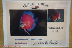 画像4: 【ディスカス】【通販】【限定特価商品】【激紅必至　証明書付き】紅月改（ウルトラグレード朱月♂×ウルトラグレード紅月♀）【個体販売】10-11cm（生体）B-HOUSE 倉津氏作出 (4)