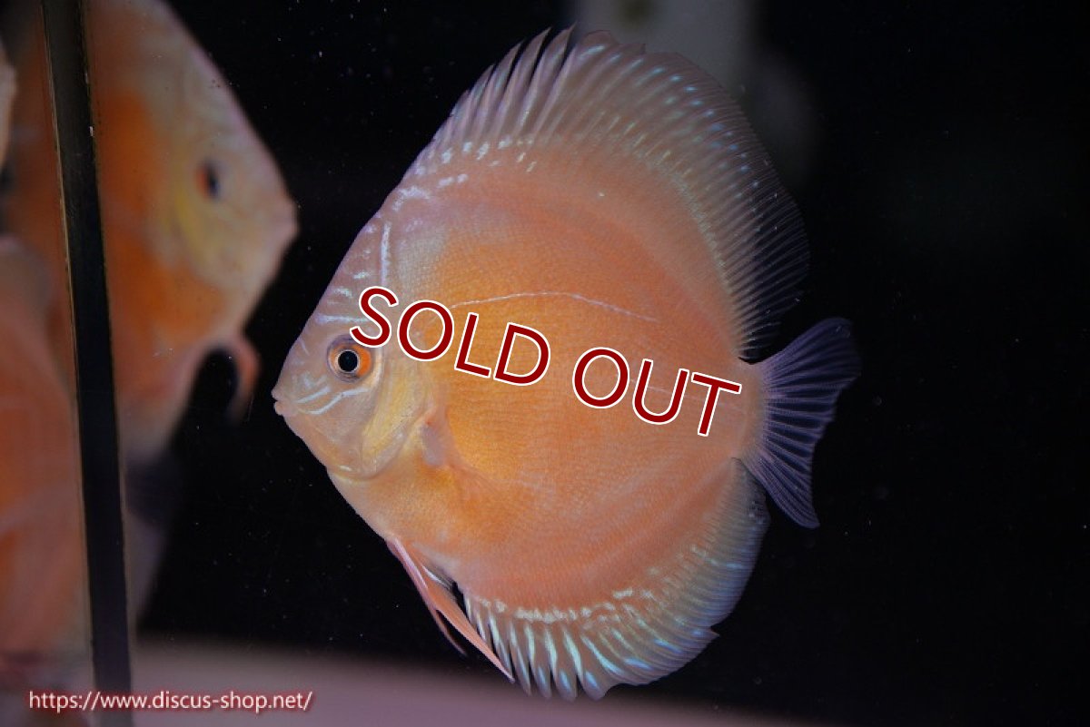 画像1: 【ディスカス】【通販】【限定特価商品】【激紅必至　証明書付き】紅月改（ウルトラグレード朱月♂×ウルトラグレード紅月♀）【個体販売】10-11cm（生体）B-HOUSE 倉津氏作出 (1)