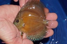 画像1: 【ディスカス】【通販】【限定特価商品】【激紅必至　証明書付き】紅月改（ウルトラグレード朱月♂×ウルトラグレード紅月♀）【個体販売】10-11cm（生体）B-HOUSE 倉津氏作出 (1)