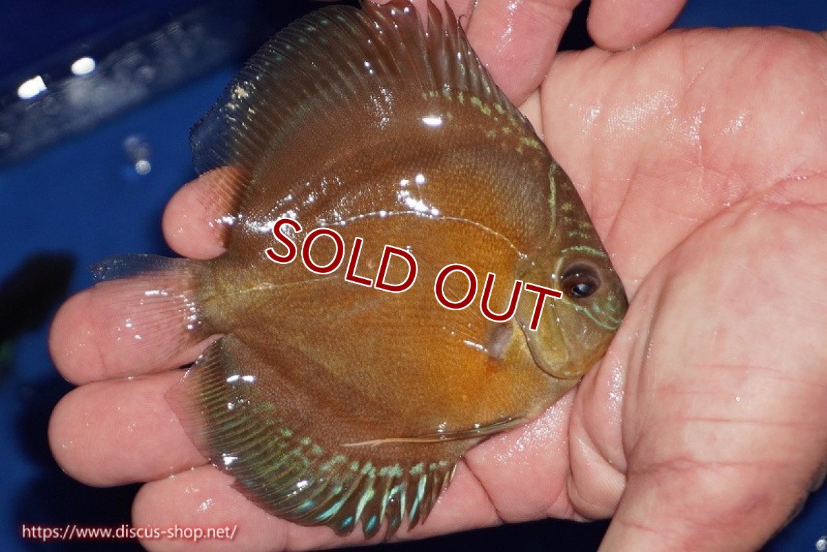 画像3: 【ディスカス】【通販】【限定特価商品】【激紅必至　証明書付き】紅月改（ウルトラグレード朱月♂×ウルトラグレード紅月♀）【個体販売】10-11cm（生体）B-HOUSE 倉津氏作出 (3)